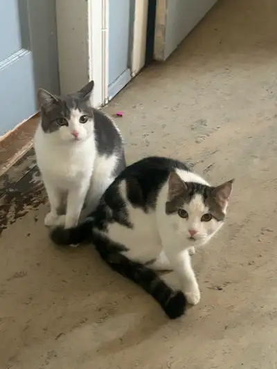 9 month old male kittens (indoor,outdoor), View more
