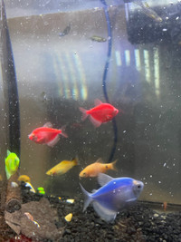 Tetras and mollies for sale 