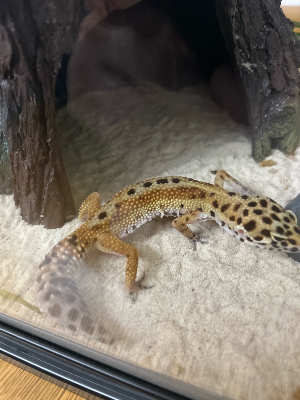 Red Striped Leopard Gecko (WITH ENCLOSURE AND SET UP) | Other ...