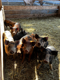 Berkshire/tamworth piglets 