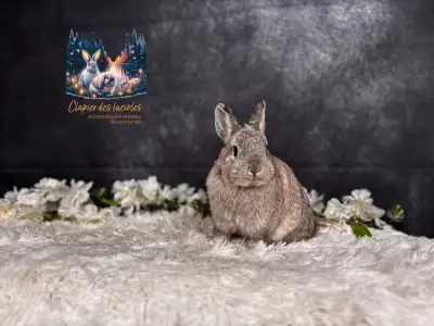 Spayed young Netherland dwarf , View more