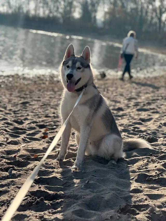 husky for sale in Dogs & Puppies for Rehoming in City of Toronto - Image 3