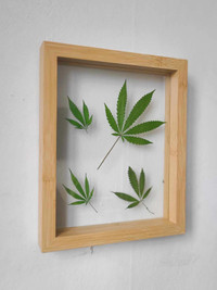 Pot leaf specimens in framed double-glass