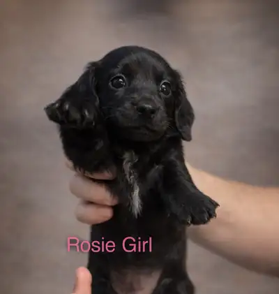 Mini Dachshund Puppies, View more