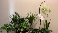Healthy plants $4.98 -$9.88 Smoke Free Home 