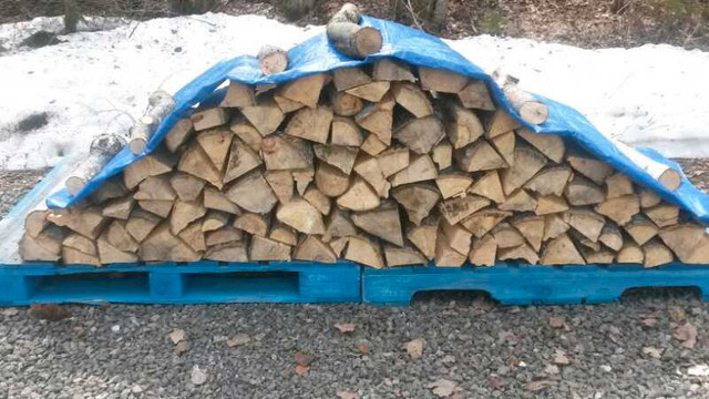 Fire Wood in Fishing, Camping & Outdoors in Moncton - Image 2