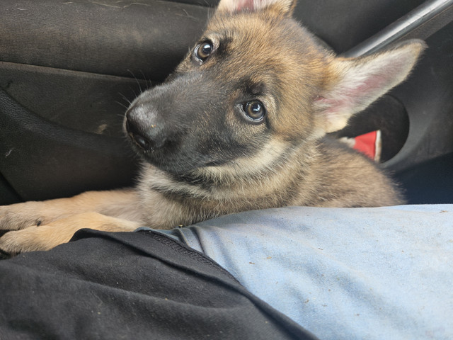 Chiot berger allemand dans Chiens et chiots à adopter  à Longueuil/Rive Sud