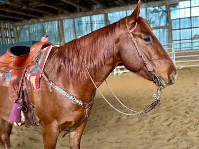 All Round APHA Gelding, View more