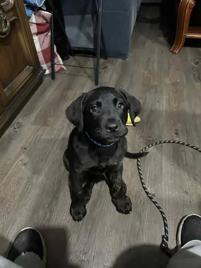 Beautiful lab pups, View more