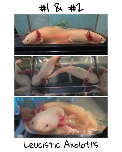 2 Axolotl’s, View more