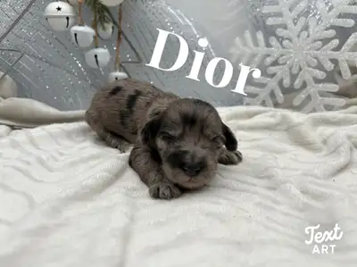 Mini Goldendoodles — Ready Christmas Week!, View more