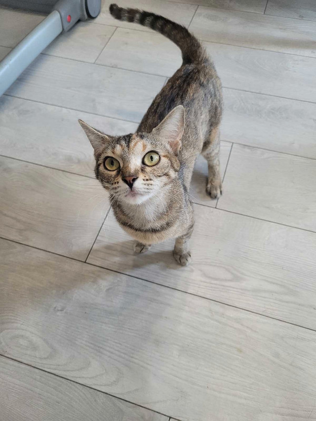 Bengal x 1 female and 1 male 1 june 2023 in Cats & Kittens for Rehoming in Markham / York Region