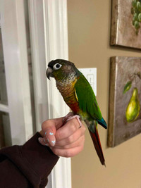 Green Cheek Conure with Cage and Toys