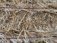 Wheat straw - semi load 