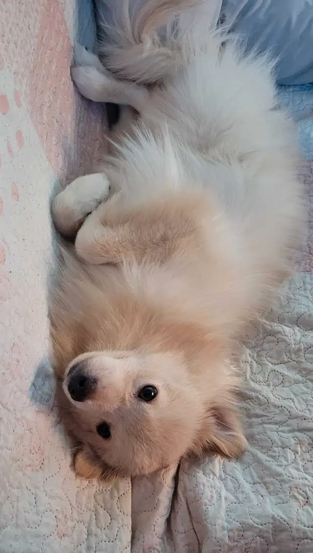 male pomeranian puppy in Dogs & Puppies for Rehoming in Mississauga / Peel Region - Image 2