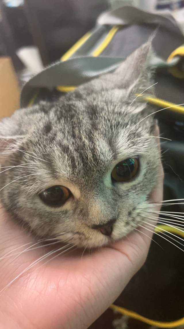 Female British Shorthair Cat Cats & Kittens for Rehoming Vancouver