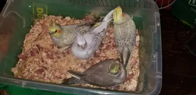 4 Bébés Cockatiels nourri à la main/ Handfed babies, View more