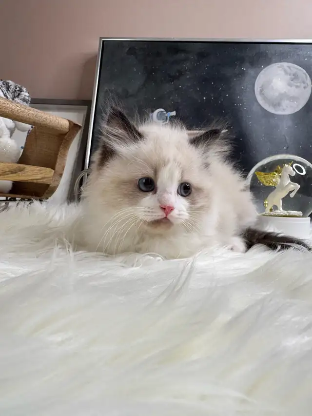 purebred ragdoll boy