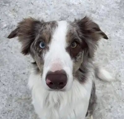 Berger australien mâle, 3.5 ans (bien lire la description), View more