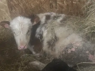 fleckvieh bull calf, View more