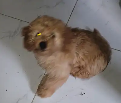 Golden doudoodle Chiot  femelle   roux, View more