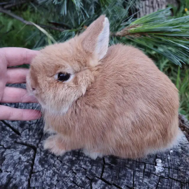 EXTRAODINAIRE BÉBÉ lapin nain néerlandais mâle *MALE BABY BUNNY in Small Animals for Rehoming in City of Montréal - Image 7
