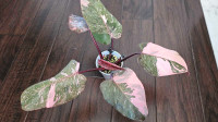 Philodendron Pink Princess King Marble