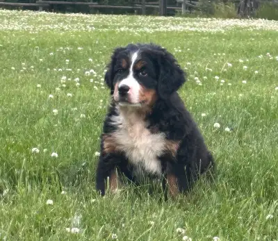 Bernese/ Newfoundland Puppy ready to go!, View more
