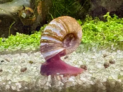 Ramshorn Snails, View more