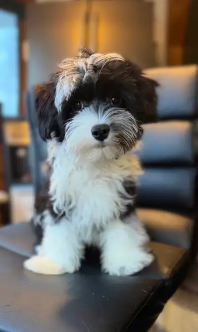 Havapoo puppies - Havanees x Poodle, View more