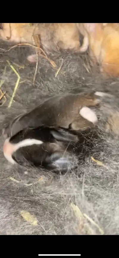 Havana x dwarf baby bunnies, View more