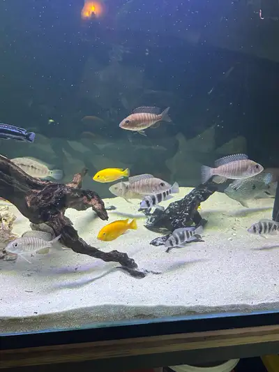 5 female peacock cichlids, View more