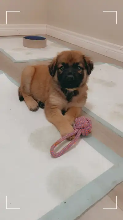 yellow lab, king shepherd, Italian bull mastiff mix puppies, View more