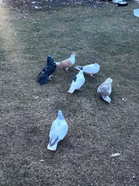 6 pigeons 