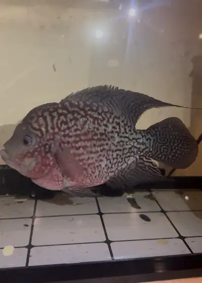 Flowerhorn Cichlid c3, View more