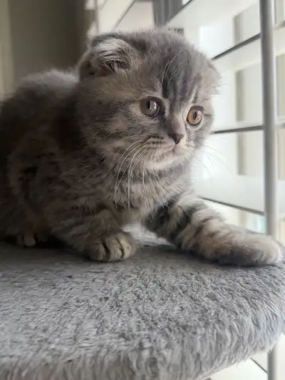 Pure Scottish Fold, View more