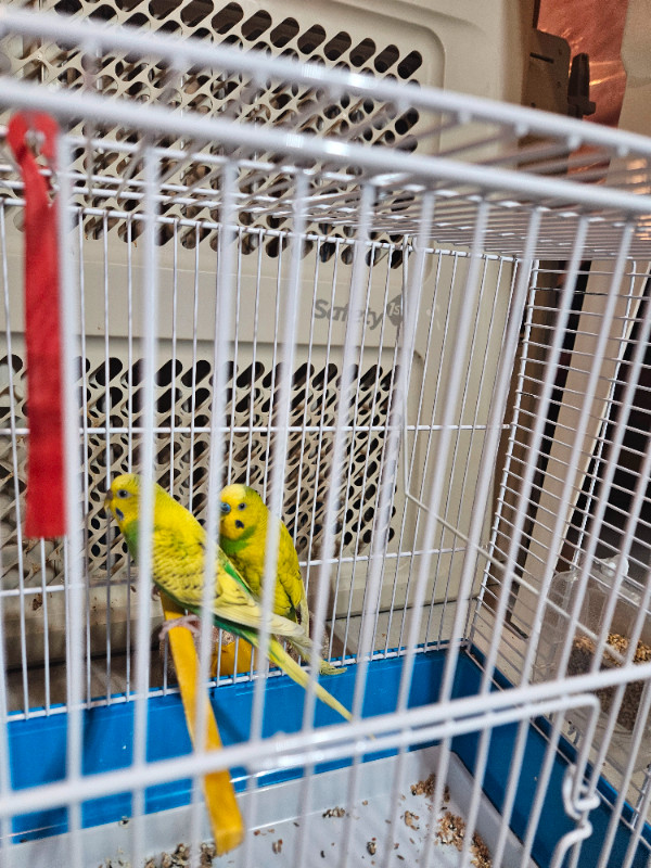 Bonded pair of Budgies/Parakeet. in Birds for Rehoming in Ottawa - Image 3