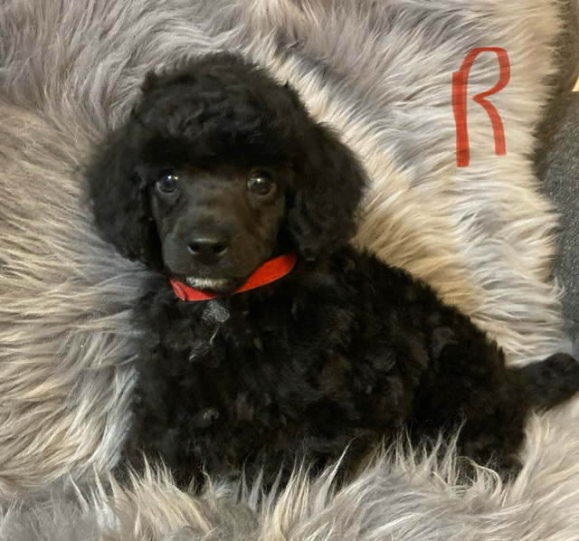 Miniature Poodles in Dogs & Puppies for Rehoming in Ottawa - Image 3