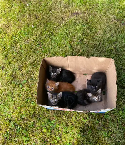 Kittens, View more