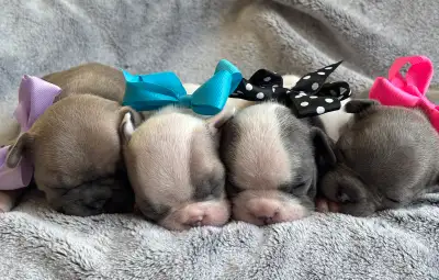 Magnifiques chiots Bouledogue Français (Frenchie) à vendre, View more