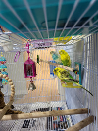 Fancy beautiful hand tamed friendly budgies for sale