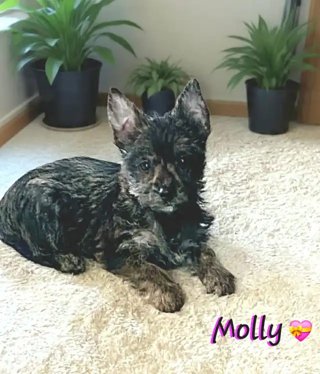 Chiot fourche terrier( femelle ) in Dogs & Puppies for Rehoming in Longueuil / South Shore - Image 2