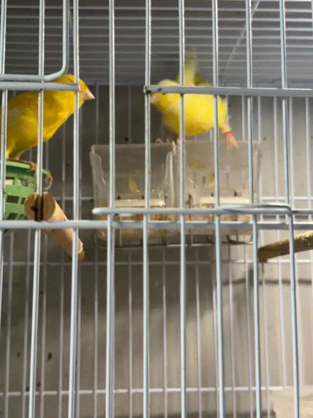 canaries in Other in City of Toronto - Image 3