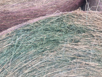 Hay Alfalfa Timothy brome grass horse cattle sheep 