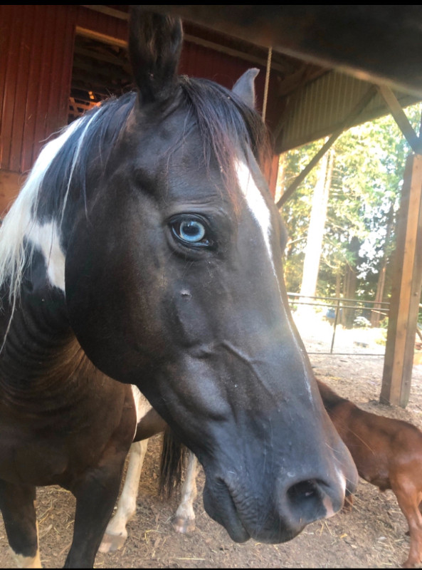 Buyer backed out,  Gelding quarter horse paint in Horses & Ponies for Rehoming in Abbotsford - Image 2