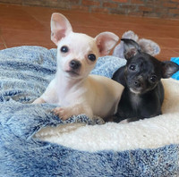 Purebred Chihuahua Puppies 