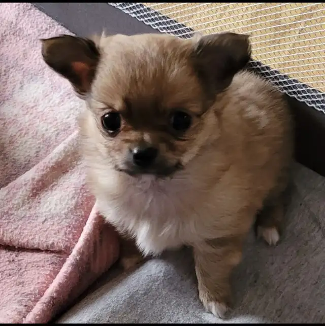Long coat chihuahua puppies in Dogs & Puppies for Rehoming in Kitchener / Waterloo - Image 6