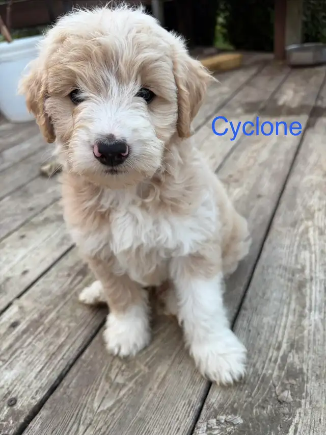 Mini Goldendoodle (ready to go) in Dogs & Puppies for Rehoming in Leamington - Image 2