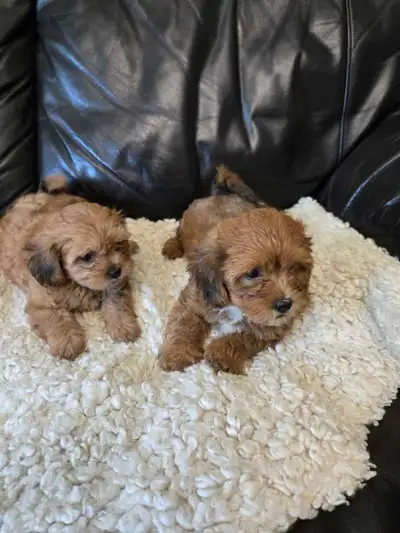 Shihtzu poodle puppies, View more