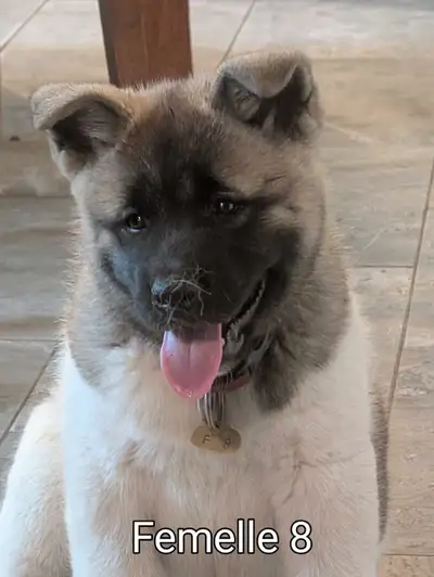 akita américain, View more